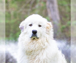 Great Pyrenees-Unknown Mix Dogs for adoption in Unionville, PA, USA