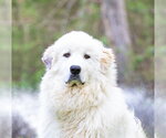 Small Great Pyrenees