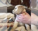 Small Photo #8 Golden Retriever Puppy For Sale in DICKINSON, TX, USA