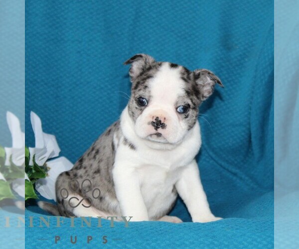 Medium Photo #1 Boston Terrier Puppy For Sale in QUARRYVILLE, PA, USA