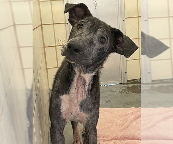 Medium Photo #1 Labrador Retriever-Unknown Mix Puppy For Sale in Corpus Christi, TX, USA