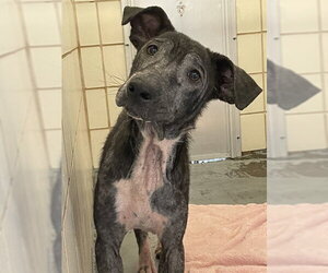 Labrador Retriever-Unknown Mix Dogs for adoption in Corpus Christi, TX, USA