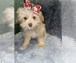 Maltipoo Puppy for sale in BEECH GROVE, IN, USA