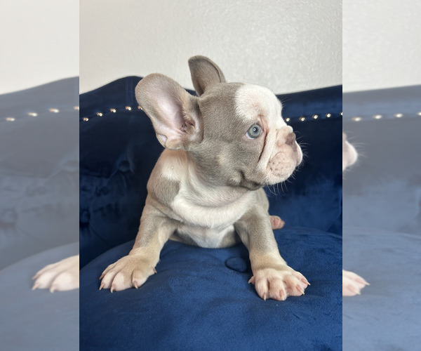 Medium Photo #17 French Bulldog Puppy For Sale in FORT LAUDERDALE, FL, USA