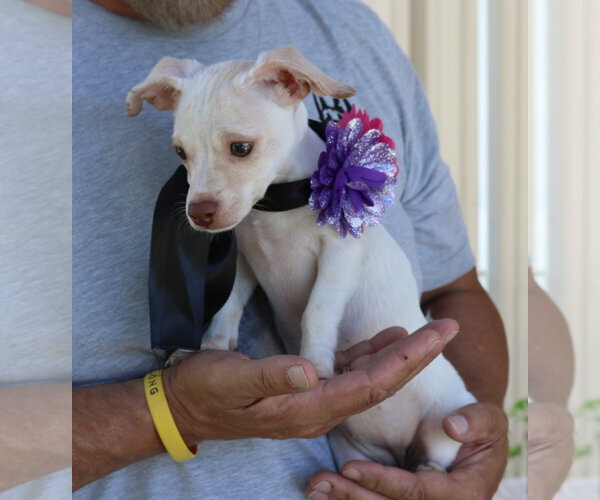 Medium Photo #3 Chihuahua Puppy For Sale in Bandera, TX, USA