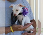 Small #2 Chihuahua
