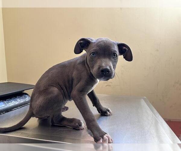 Medium Photo #1 Mutt Puppy For Sale in Pasadena, CA, USA