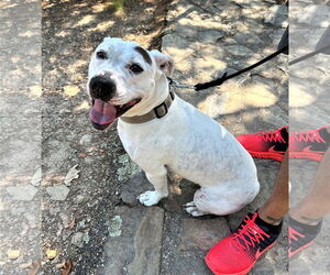 American Pit Bull Terrier-Labrador Retriever Mix Dogs for adoption in Denton, TX, USA