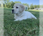 Small Photo #5 Labrador Retriever Puppy For Sale in VALLEY CITY, OH, USA