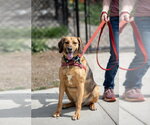 Buster Brown - Male Mutt Dog for Adoption - Small photo