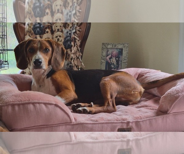 Medium Photo #6 Beagle Puppy For Sale in Dunnellon, FL, USA