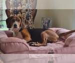 Small #5 Beagle