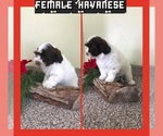 Puppy 2 Havanese