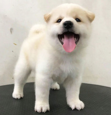 Shiba Inu Puppy for sale in SAN JOSE, CA, USA