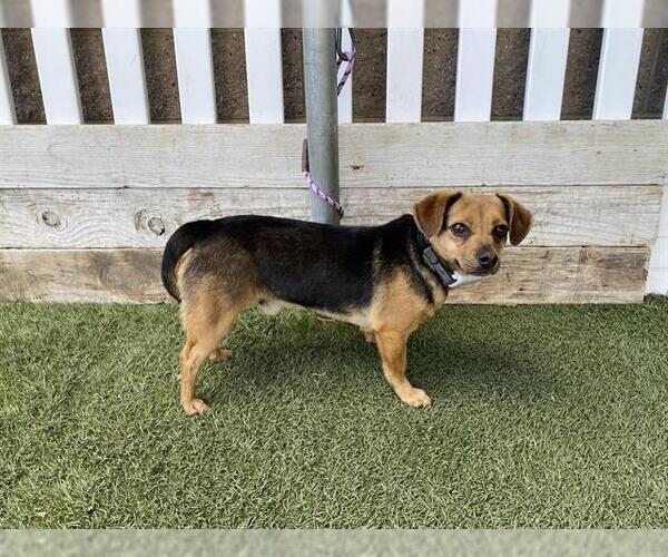 Medium Photo #1 Chiweenie Puppy For Sale in Modesto, CA, USA