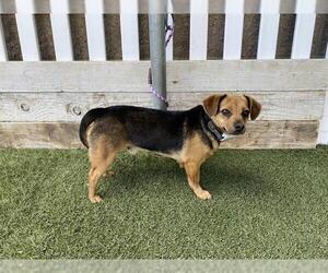 Chiweenie Dogs for adoption in Modesto, CA, USA