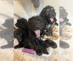 Bernedoodle Puppy for sale in HAYWARD, CA, USA