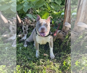 American Staffordshire Terrier-French Brittany Spaniel Mix Dogs for adoption in POMPANO BEACH, FL, USA