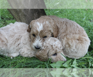 Goldendoodle-Poodle (Standard) Mix Puppy for sale in KENT, WA, USA