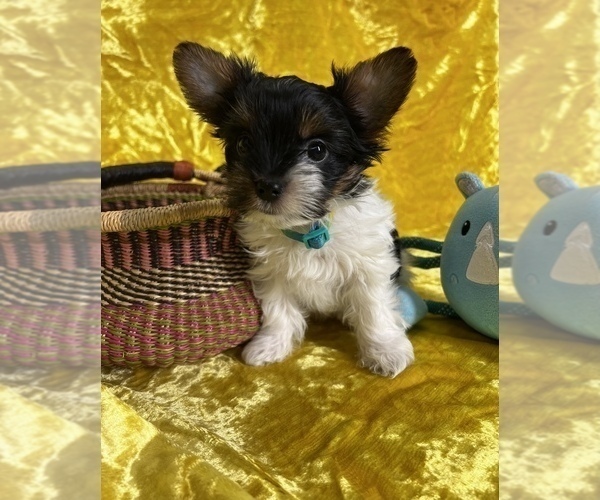 Full screen Photo #2 Yorkshire Terrier Puppy For Sale in RNCHO CORDOVA, CA, USA