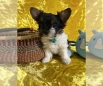 Small Photo #2 Yorkshire Terrier Puppy For Sale in RNCHO CORDOVA, CA, USA