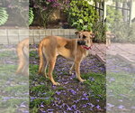 Small #19 Black Mouth Cur-Labrador Retriever Mix