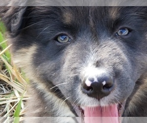 Australian Shepherd Puppy for sale in BREWSTER, CO, USA