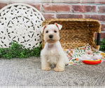 Small #13 Schnauzer (Miniature)
