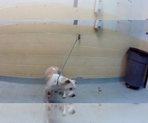Medium Photo #1 Mutt Puppy For Sale in Tulsa, OK, USA