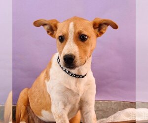 Mutt Dogs for adoption in Sheridan, CO, USA