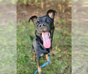 Rottweiler-Unknown Mix Dogs for adoption in New London, WI, USA