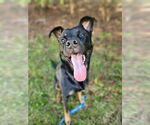 Small #1 Rottweiler Mix