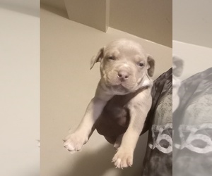 American Bully Puppy for sale in BROOKLYN, NY, USA