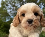 Small #2 Cavapoo