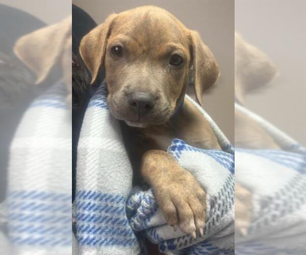 Medium Photo #1 Mastiff-Unknown Mix Puppy For Sale in Redlands, CA, USA