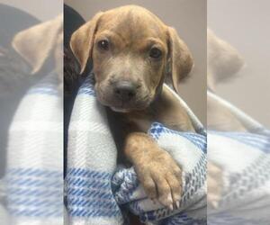 Mastiff-Unknown Mix Dogs for adoption in Redlands, CA, USA