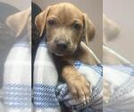 NUGGET- PENDING ADOPTION - Male Mastiff-Unknown Mix Dog for Adoption - Small photo