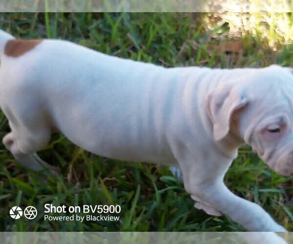 Medium Photo #4 Cane Corso Puppy For Sale in ROSE HILL, TX, USA