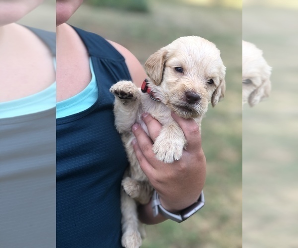 Medium Photo #25 Labradoodle Puppy For Sale in JARRELL, TX, USA