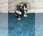 Small Photo #7 Aussiedoodle Puppy For Sale in INDIANAPOLIS, IN, USA