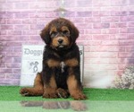 Small Photo #4 Bernedoodle Puppy For Sale in BEL AIR, MD, USA