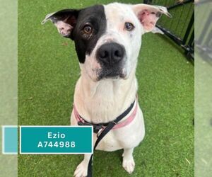 American Staffordshire Terrier-Unknown Mix Dogs for adoption in San Antonio, TX, USA