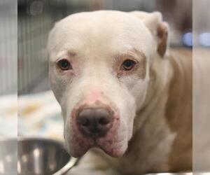 Mutt Dogs for adoption in San Antonio, TX, USA