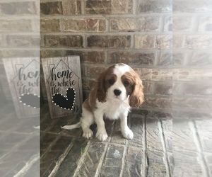 Cavalier King Charles Spaniel Puppy for sale in STE GENEVIEVE, MO, USA