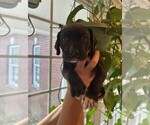 Small #3 Cane Corso