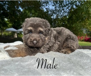 American Eskimo Dog Puppy for sale in RUSKIN, FL, USA