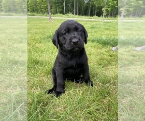 Labradinger-Labrador Retriever Mix Puppy for sale in ATLANTIC MINE, MI, USA