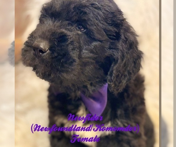 Medium Photo #1 Komondor-Newfoundland Mix Puppy For Sale in DALE, IN, USA