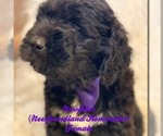 Small Photo #1 Komondor-Newfoundland Mix Puppy For Sale in DALE, IN, USA