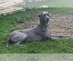Small Photo #2 Great Dane Puppy For Sale in WOOSTER, OH, USA